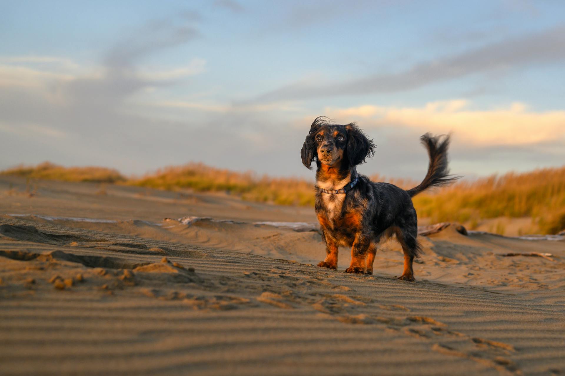 Photograph of a Black and Brown Dachshund