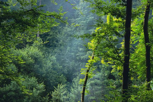 Vibrant green forest in Brașov, Romania, showcasing lush trees and natural tranquility.