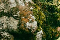 Lush green moss in Faget forest