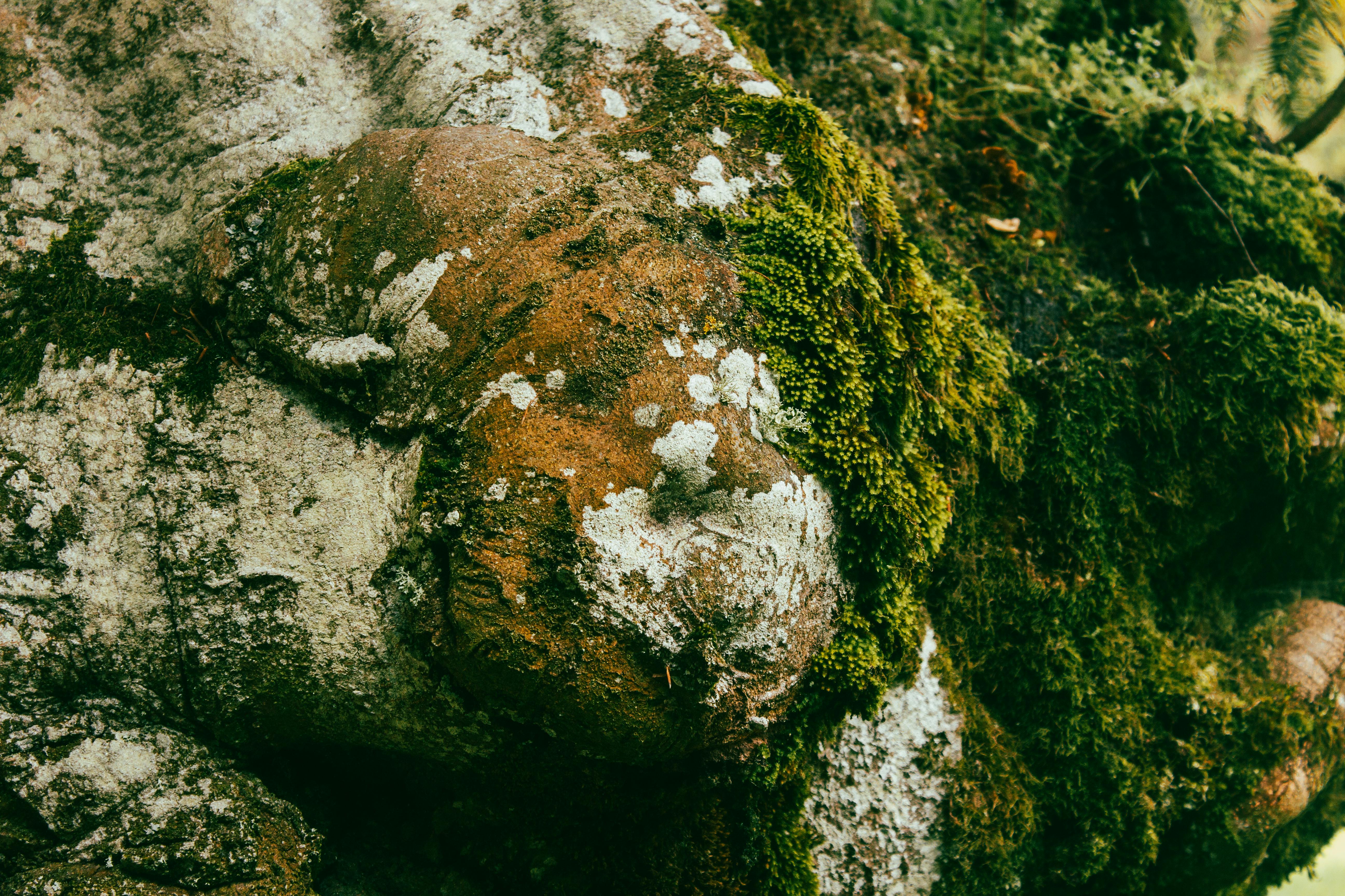 Moss rocks close up hi-res stock photography and images - Alamy