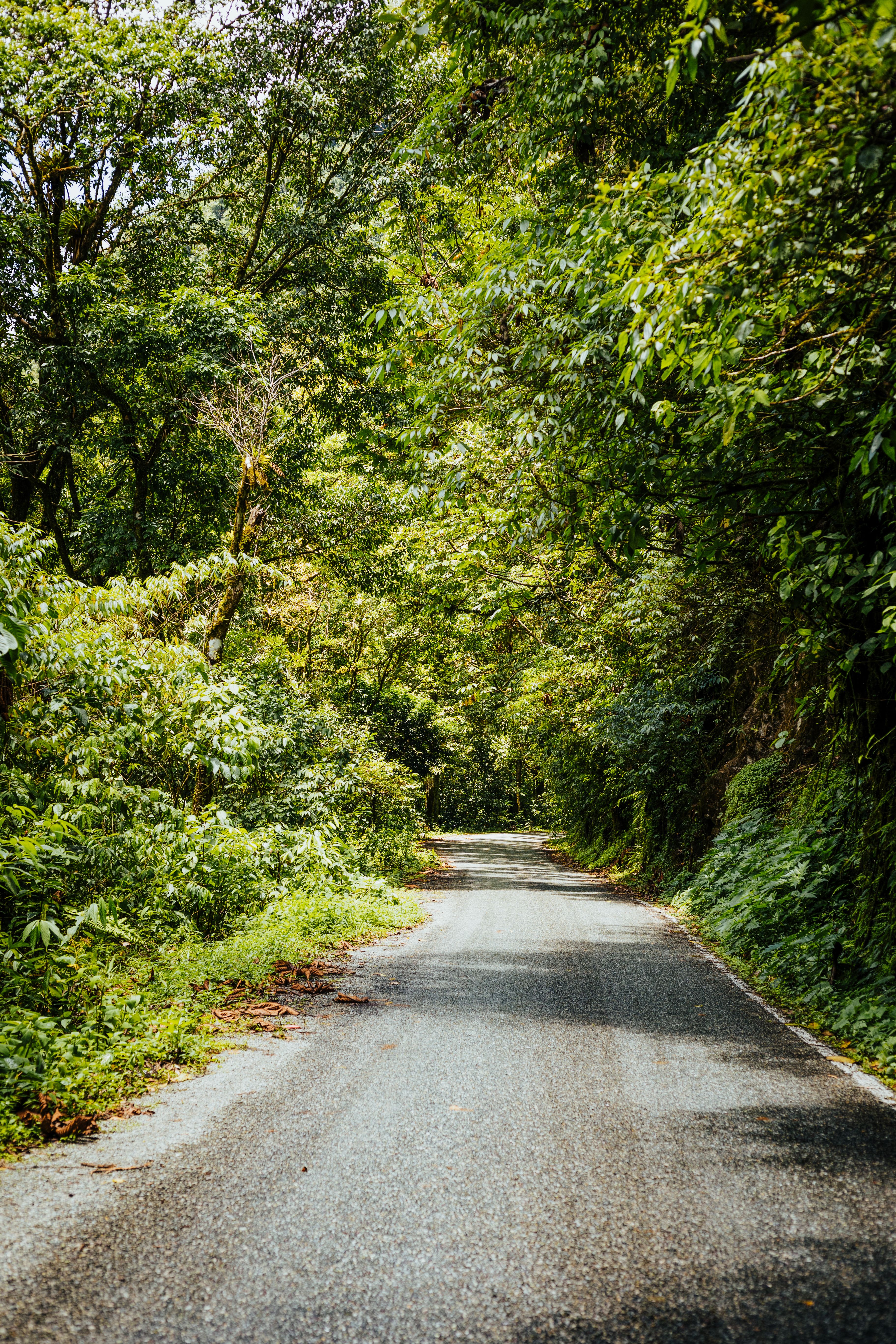 A Road in the Middle of the Trees · Free Stock Photo
