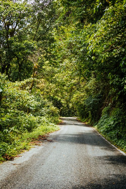 A Road in the Middle of the Trees · Free Stock Photo