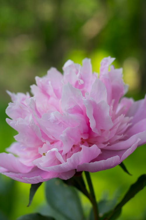 Základová fotografie zdarma na téma detail, flóra, květinová fotografie