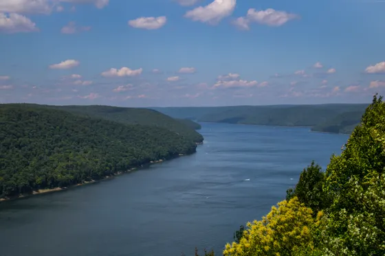 The Allegheny National Forest hardwoods