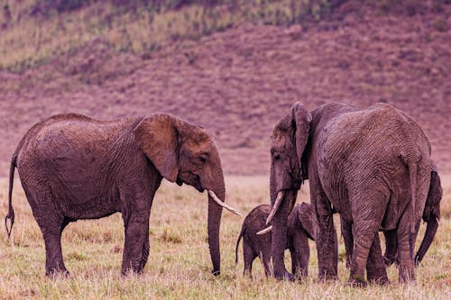 Gratis arkivbilde med afrikansk bush elefant, åker, dyrefotografering Arkivbilde