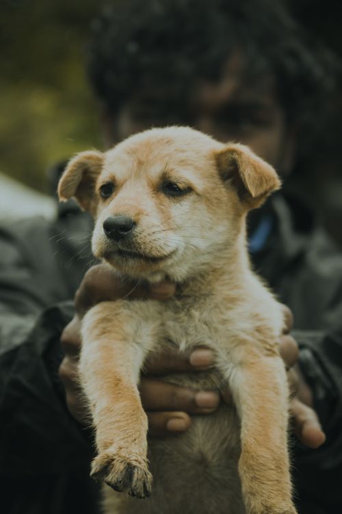 Free A man holding a small puppy outdoors with a focused expression, showcasing its features. Stock Photo