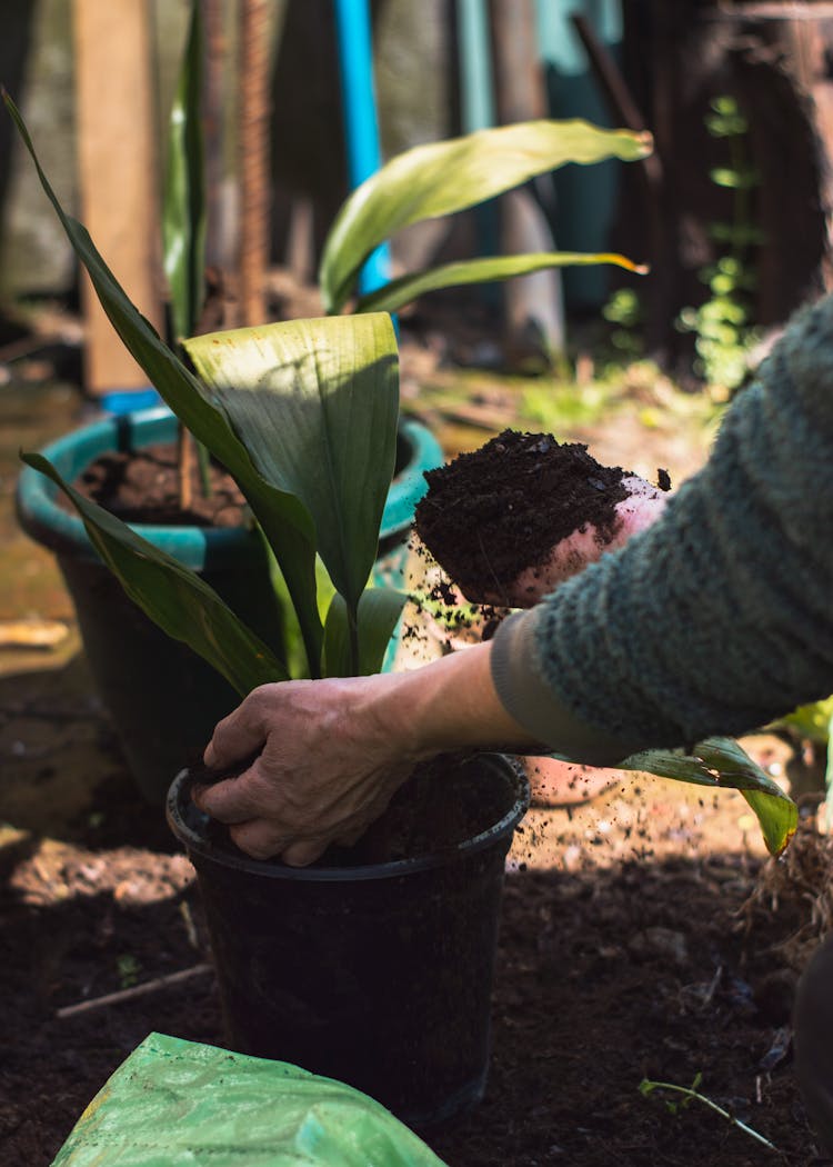 Taking Care Of Plant In Plastic Pot