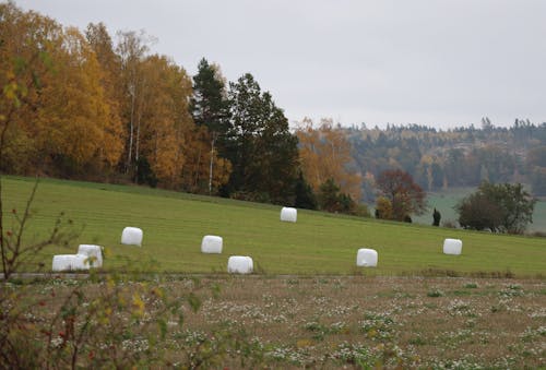 Hay Bales Wrapped in White Foil on a Field in Autumn 