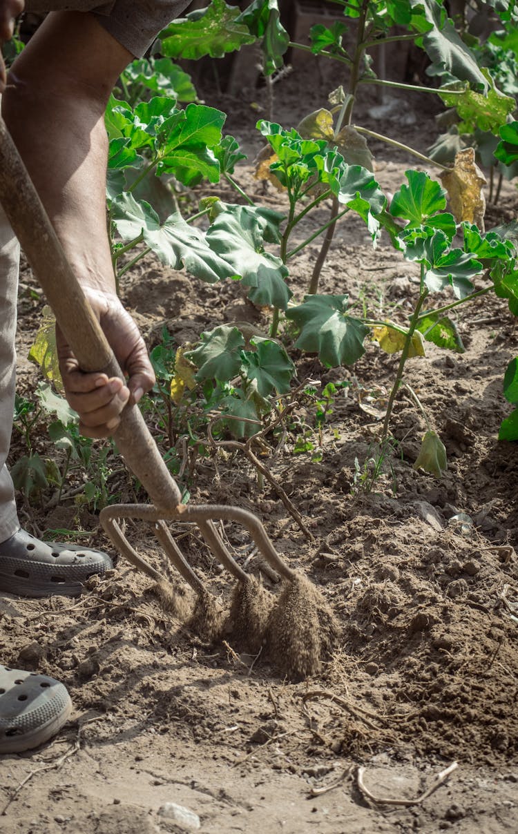 Farmer Using Pitchfork