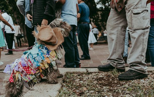 Dog in Bizarre Costume