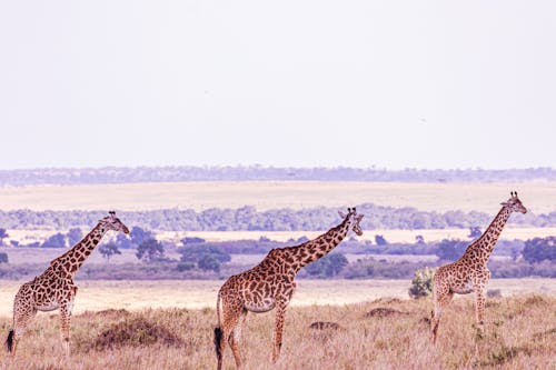 Giraffes on Savannah in Africa