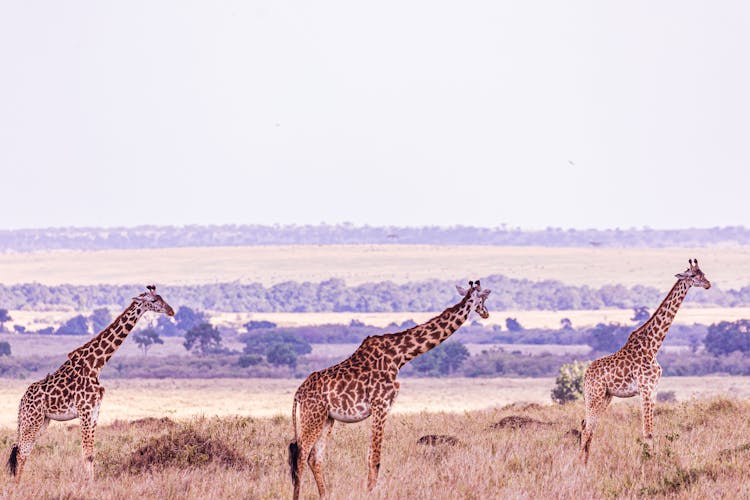 Giraffes On Savannah In Africa