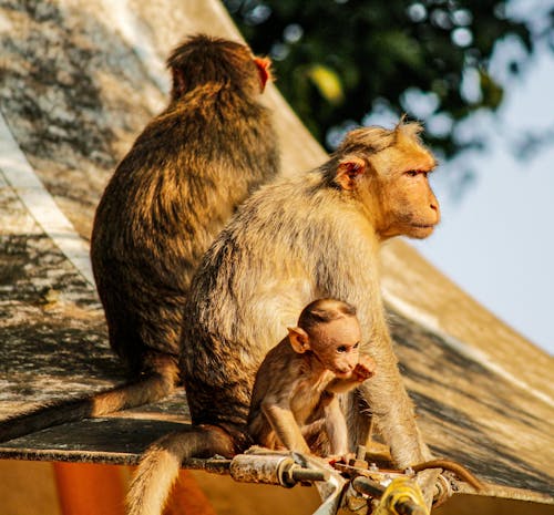 動物攝影, 特寫, 猴子 的 免費圖庫相片