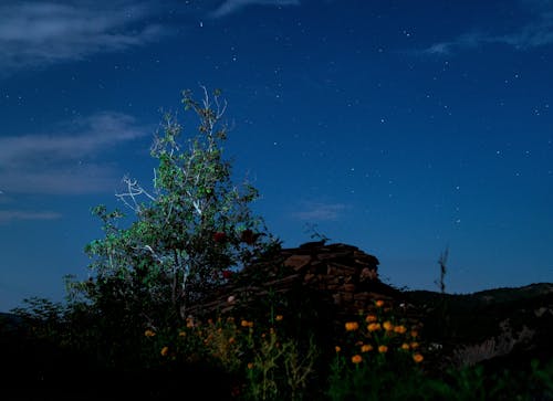 Flowers and Tree under Night Sky