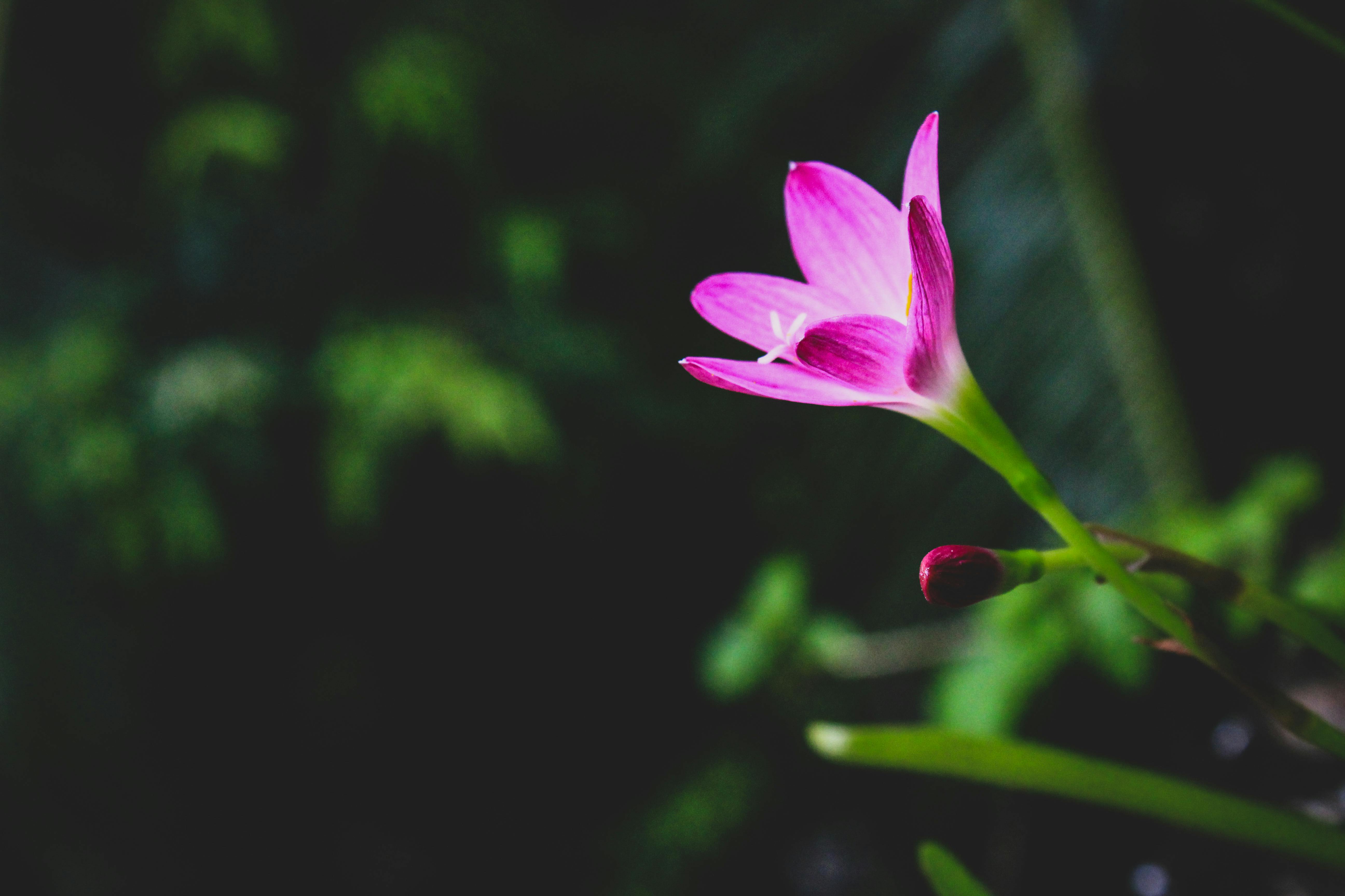 Free stock photo of beautiful flowers, blossom flora, evergreen