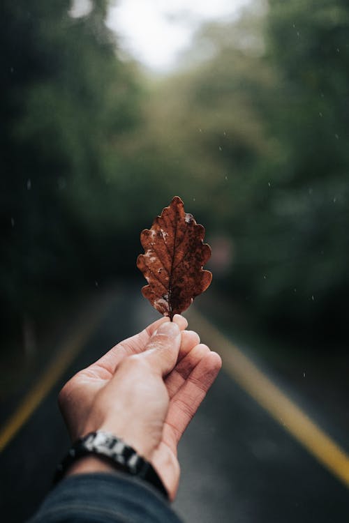Hand Holding Autumn Leaf