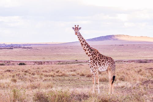 Free Giraffe in Wild Nature Field Stock Photo