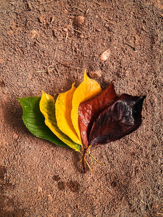 stages of a leaf, CC0