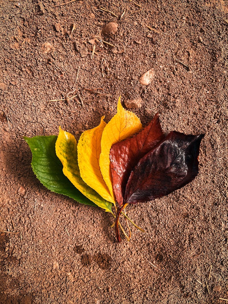 Stages Of Autumn Leaves Lying On Ground