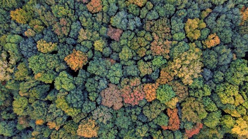 Drone Shot of Autumn Trees