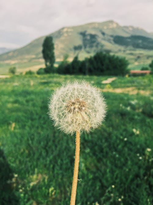 Gratis stockfoto met bosbomen, donkergroen, groene berg