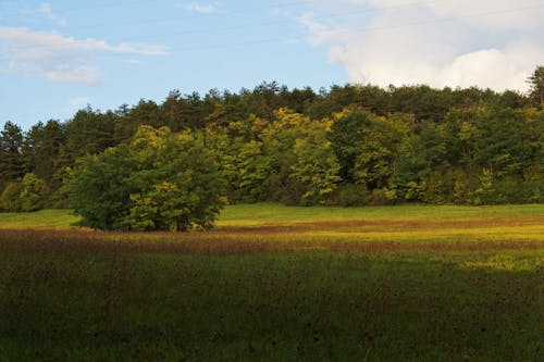 Gratis stockfoto met bomen, buitenshuis, gras