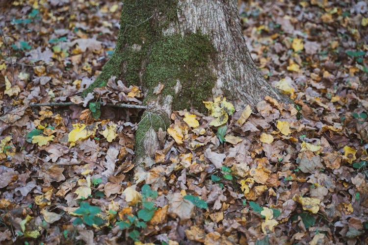 Moss On Tree 