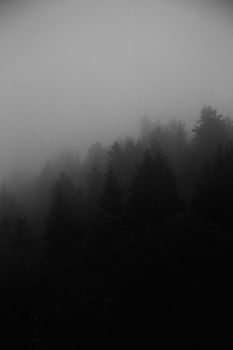 A moody mist envelops the pine forest in Bakuriani, creating a serene and mysterious ambiance.