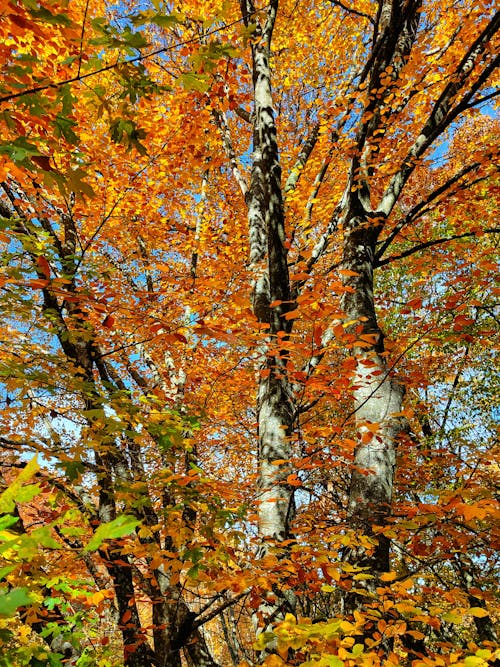 무료 가을, 계절, 나무의 무료 스톡 사진