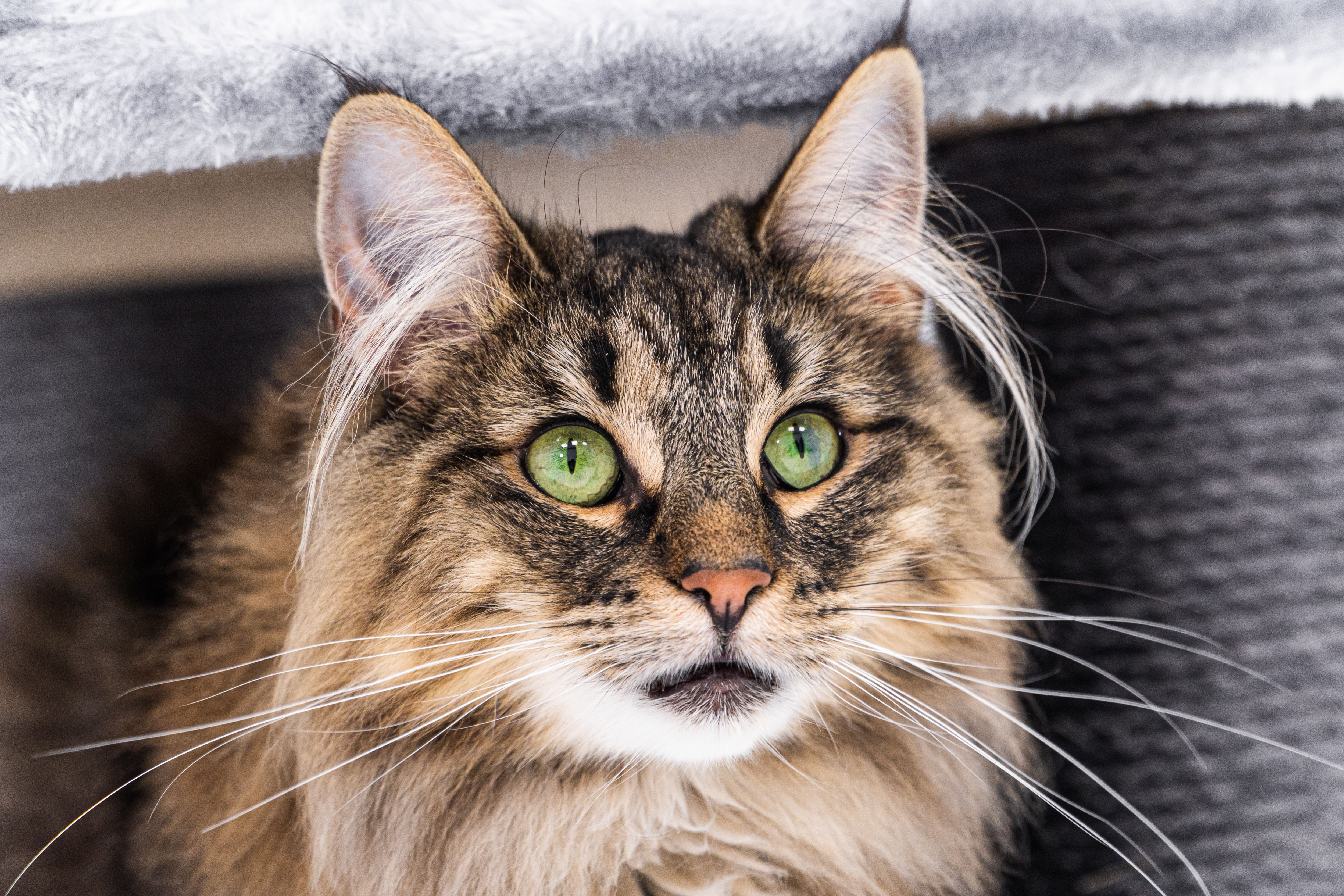 Norwegian Forest Cat