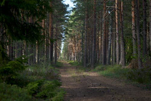 Photos gratuites de arbres, chemin en forêt, forêt