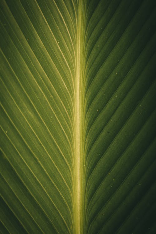 Základová fotografie zdarma na téma list rostlin, milovník rostlin, obrázek na pozadí