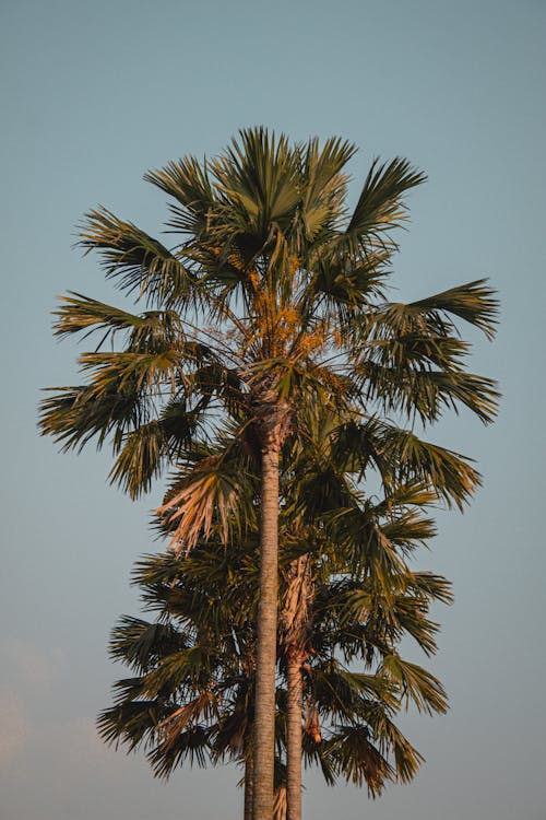 bitki örtüsü, dikey atış, Palmiye içeren Ücretsiz stok fotoğraf