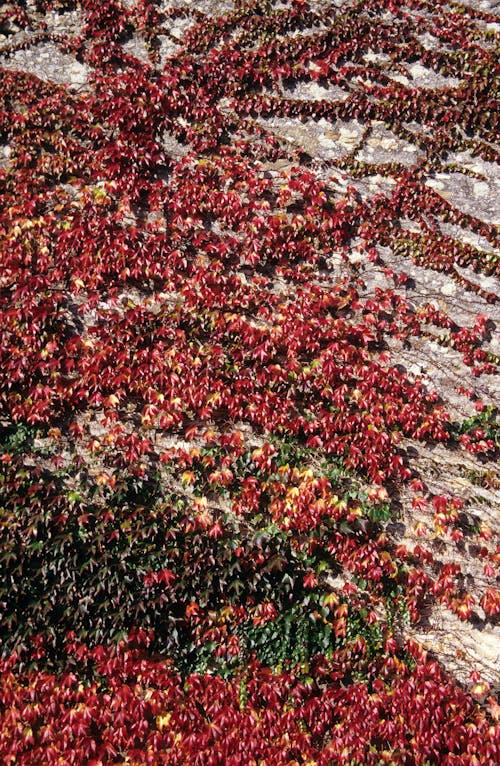 Red Leaves on the Wall