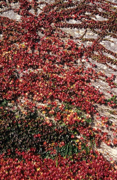 Free Beautiful red and green autumn leaves growing on a stone wall create a vivid fall tapestry. Stock Photo