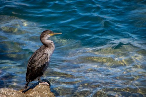 Free A beautiful cormorant stands on a rock beside the clear blue sea. Stock Photo