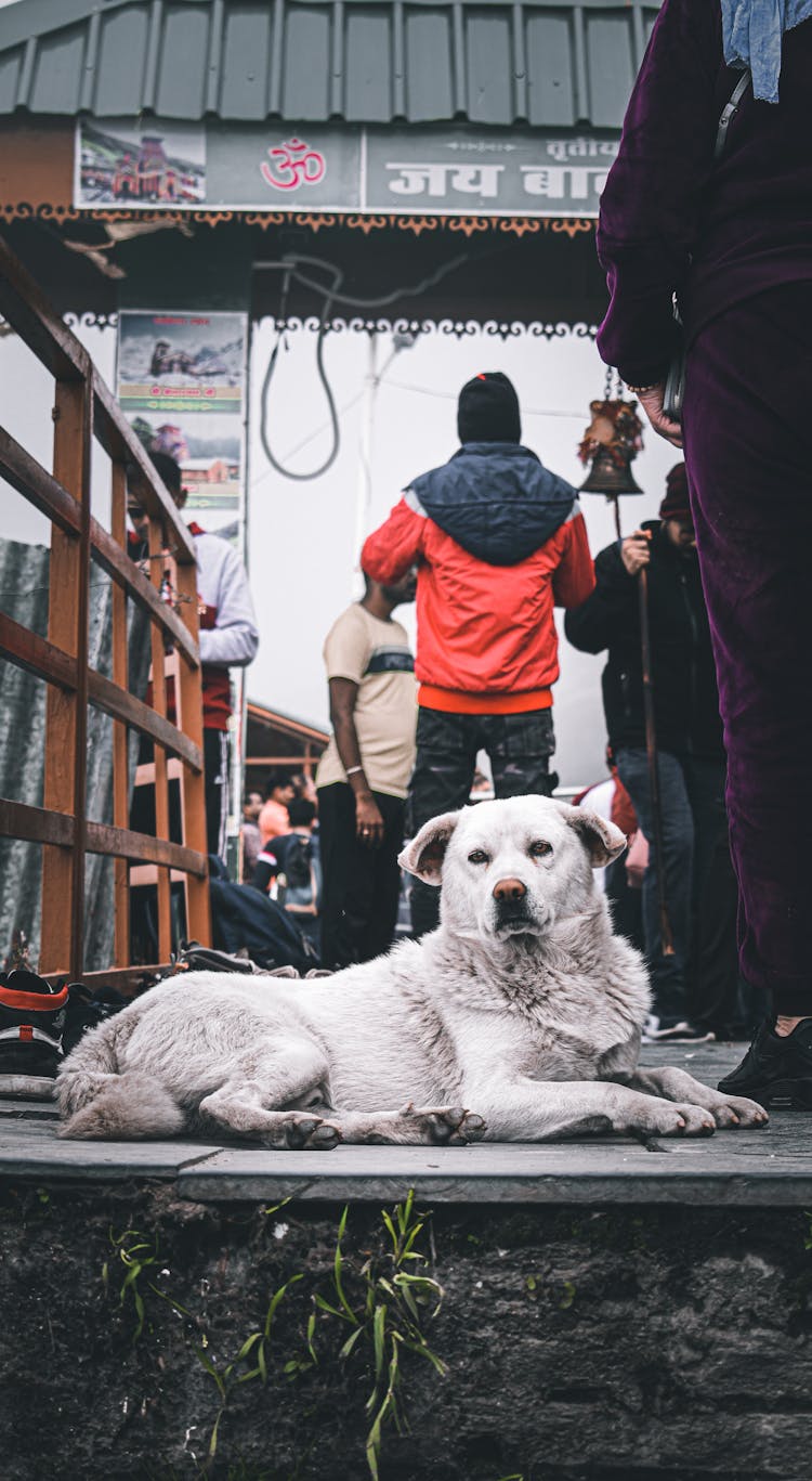 A White Dog Near People