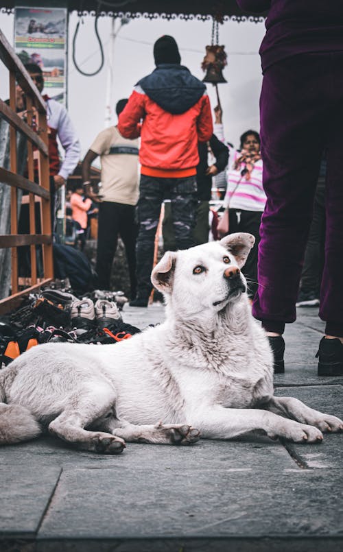 Close-Up Shot of a White Dog Lying on Concrete Surface