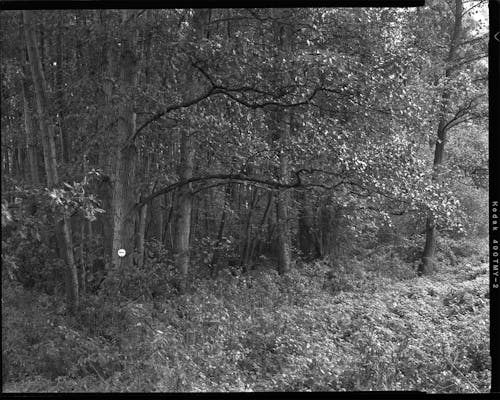 Darmowe zdjęcie z galerii z czarno-biały, drzewa, głęboki