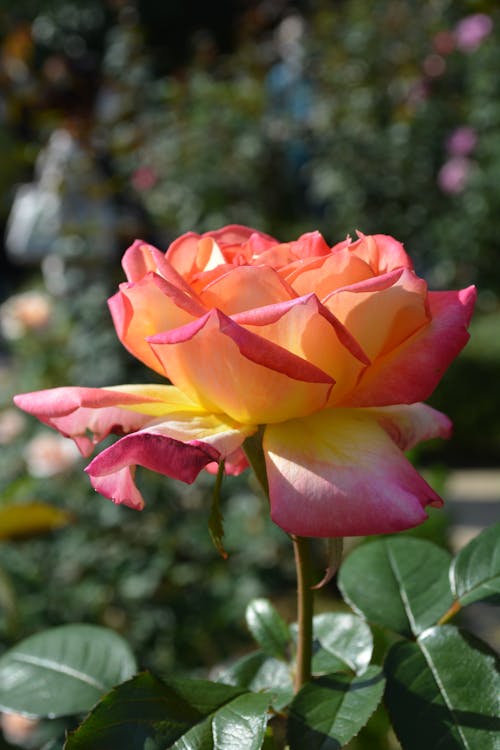 Gratis lagerfoto af blomst, blomsterfotografering, flora