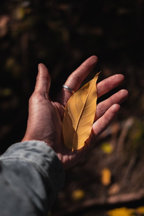 Person in Gray Long Sleeve Shirt Holding Brown Leaf