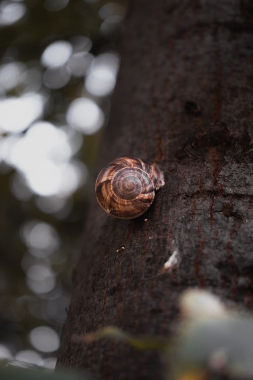 Free Nature close-up of a snail on a tree trunk in Ankara, highlighting its shell spiral. Stock Photo