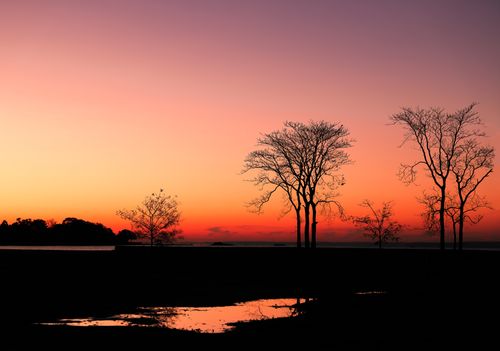 Free Dramatic sunset scene with silhouetted trees and vibrant sky at Cove Island Park, Stamford, CT. Stock Photo
