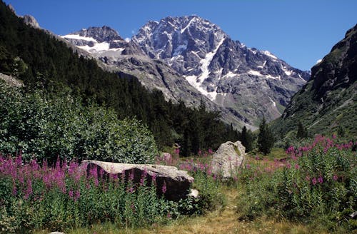 Grass Field with Purple Flowers Near Mountain with Snow