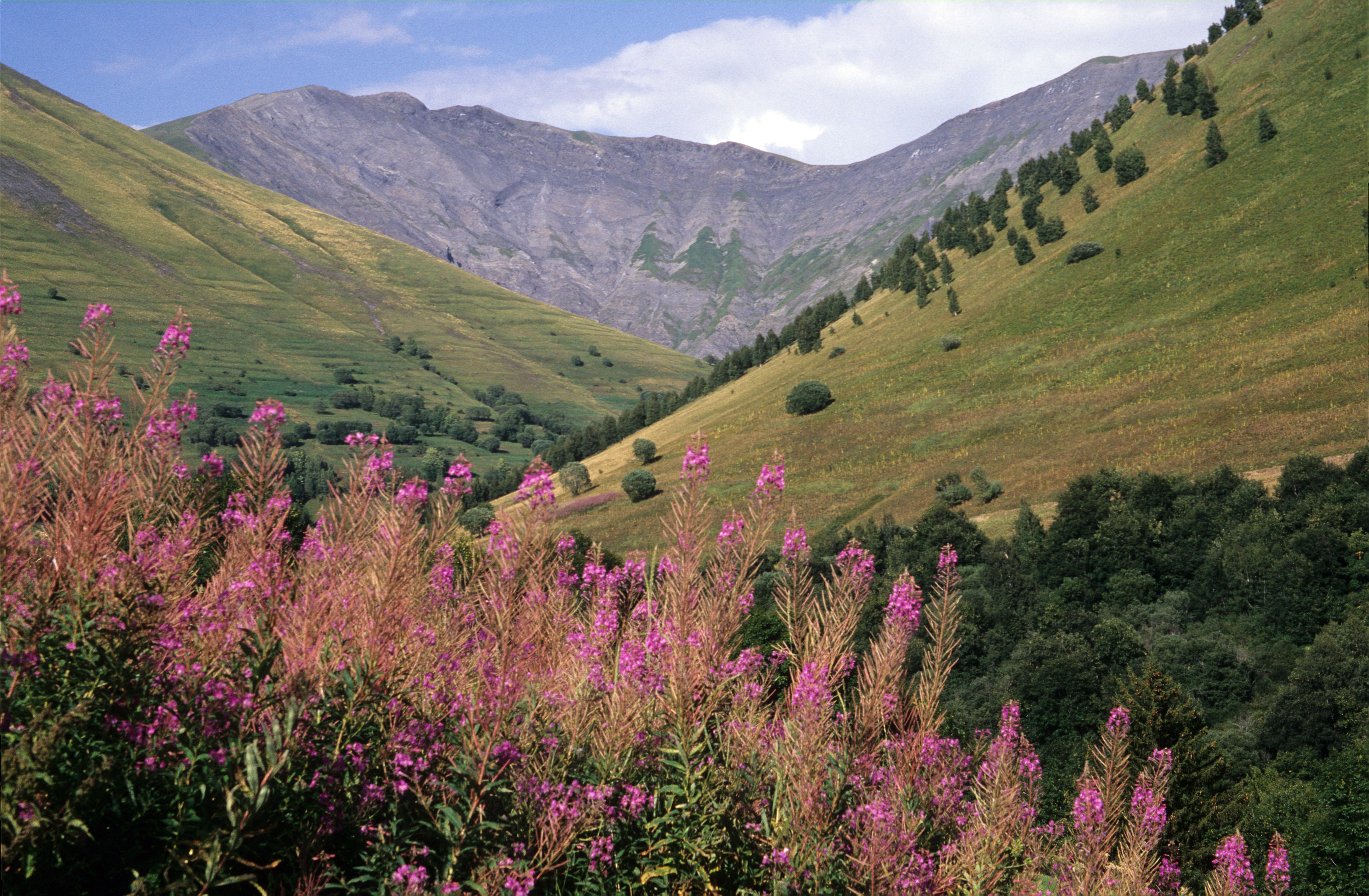 Paysage de jardin pour la région Auvergne-Rhône-Alpes