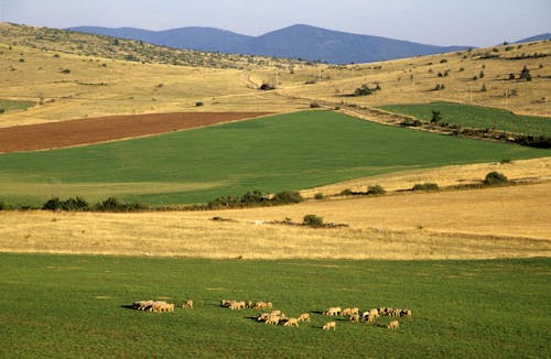 Landscape of Rural Fields