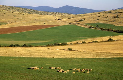 Kostenloses Stock Foto zu außerorts, felder, flachland