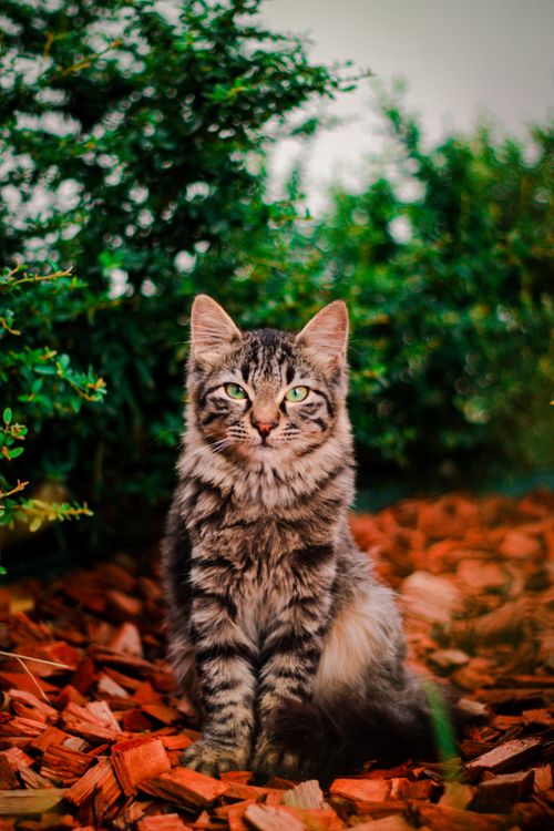 Free A cute tabby cat with green eyes sits calmly on mulch amidst greenery, perfect for wallpaper. Stock Photo