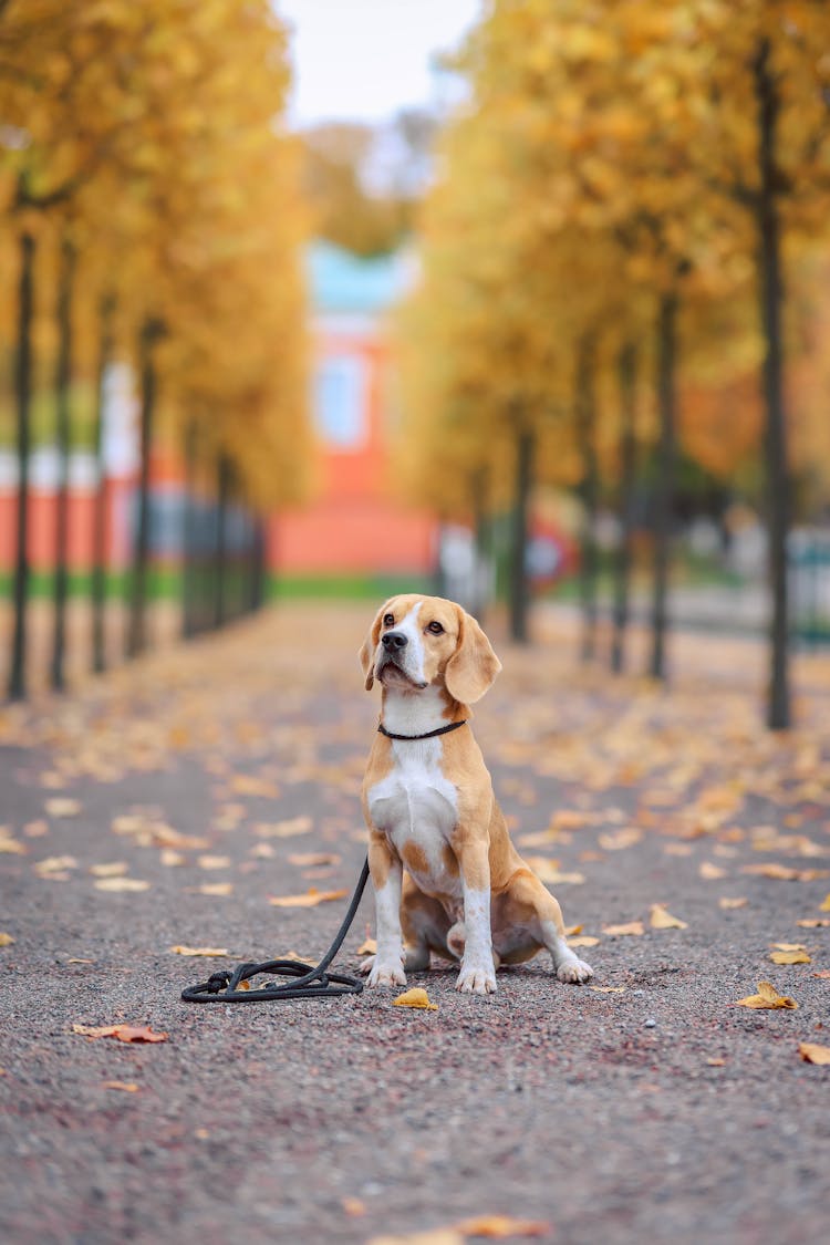 Dog With A Lead Sitting On A Footpath And Yellow Autumn Trees In The Park