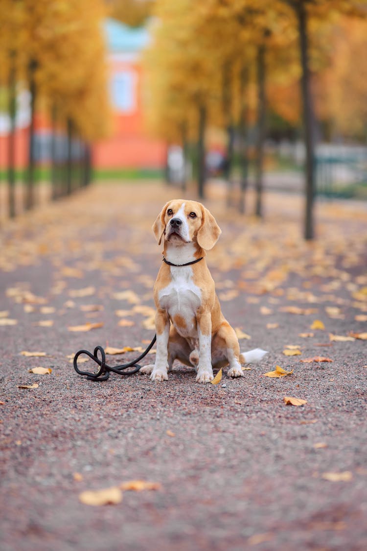 Dog With A Lead Sitting On A Footpath And Yellow Autumn Trees In The Park